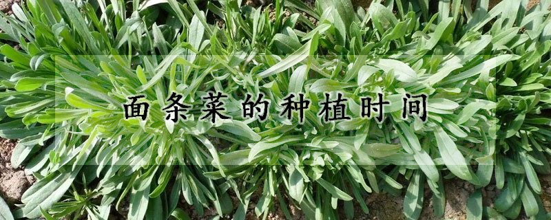 面條菜的種植時(shí)間