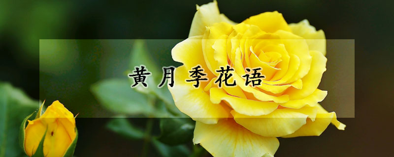 黃月季花語(yǔ)