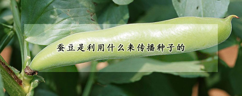 蠶豆是利用什么來傳播種子的