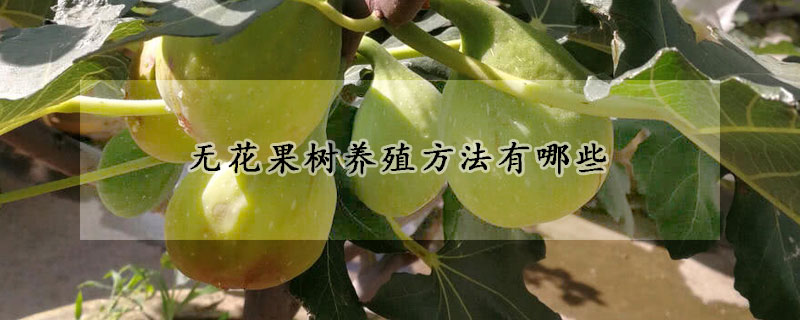 無花果樹養(yǎng)殖方法有哪些