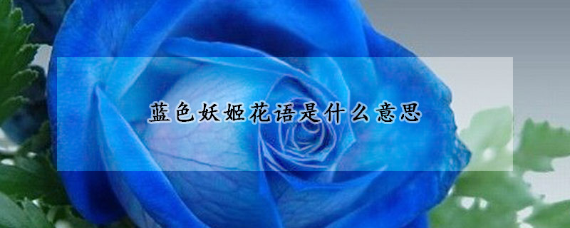 藍(lán)色妖姬花語(yǔ)是什么意思