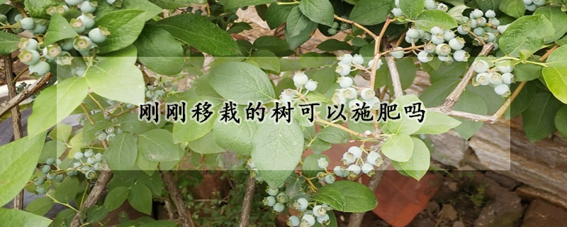 剛剛移栽的樹可以施肥嗎