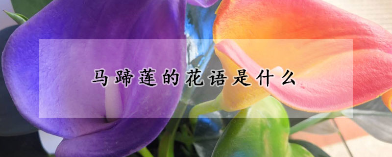 馬蹄蓮的花語(yǔ)是什么