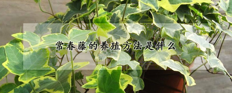 常春藤的養(yǎng)殖方法是什么