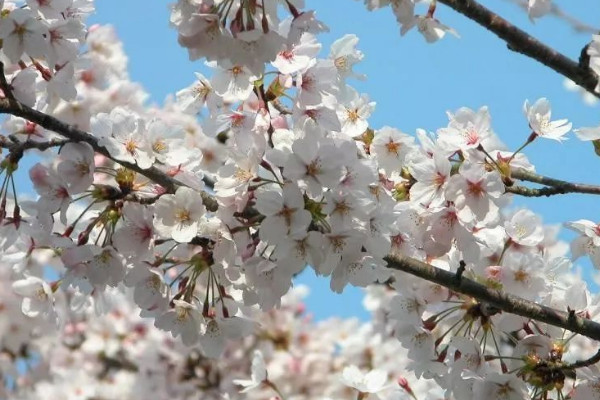 黃色櫻花的花語