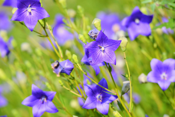 花語(yǔ)是溫柔和救贖的花