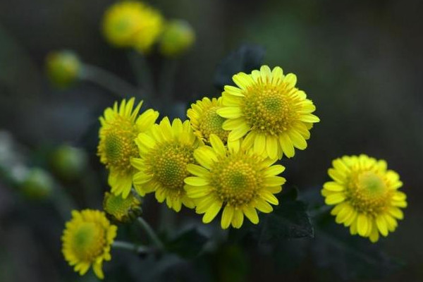 菊花花語大全 菊花的花語有什么