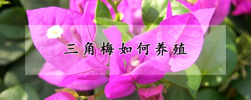 三角梅如何養(yǎng)殖