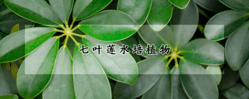 七葉蓮水培植物