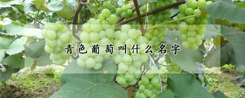 青色葡萄叫什么名字