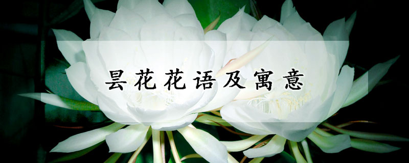 曇花花語(yǔ)及寓意