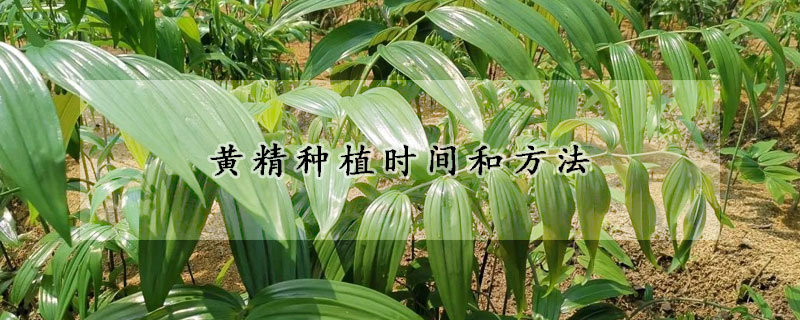 黃精種植時(shí)間和方法