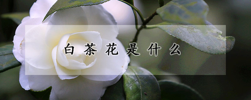 白茶花是什么