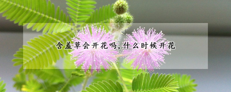 含羞草會開花嗎,什么時候開花