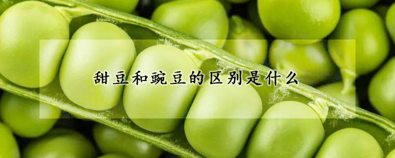 甜豆和豌豆的區別是什么