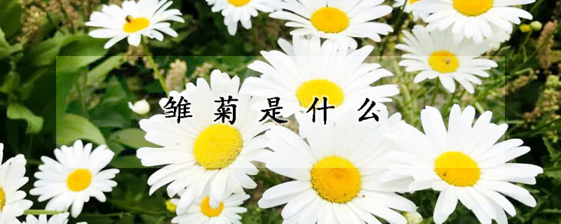 雛菊是什么