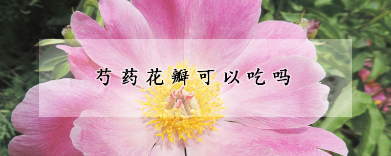 芍藥花瓣可以吃嗎