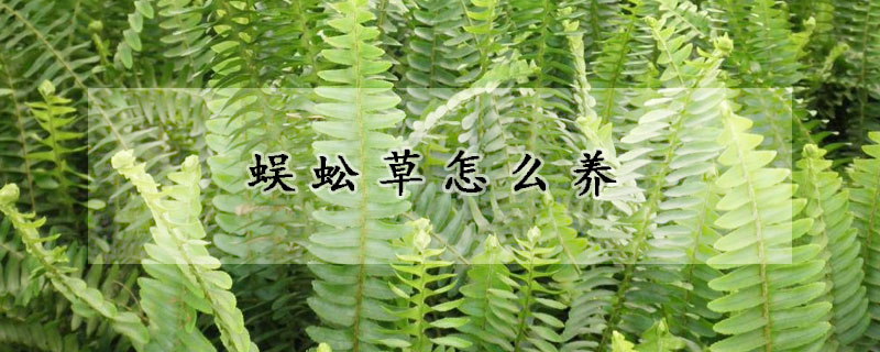 蜈蚣草怎么養(yǎng)