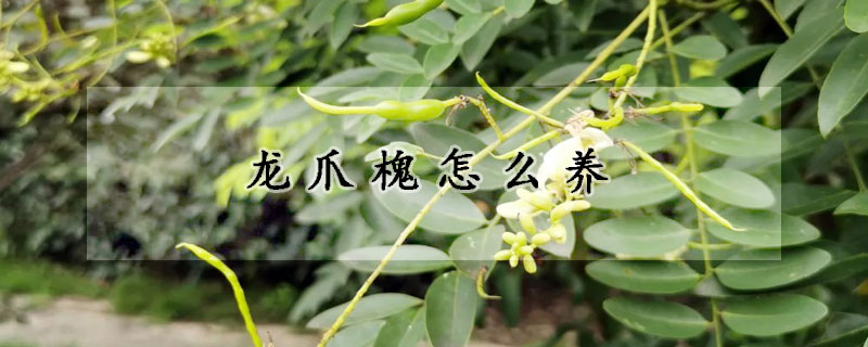 龍爪槐怎么養(yǎng)