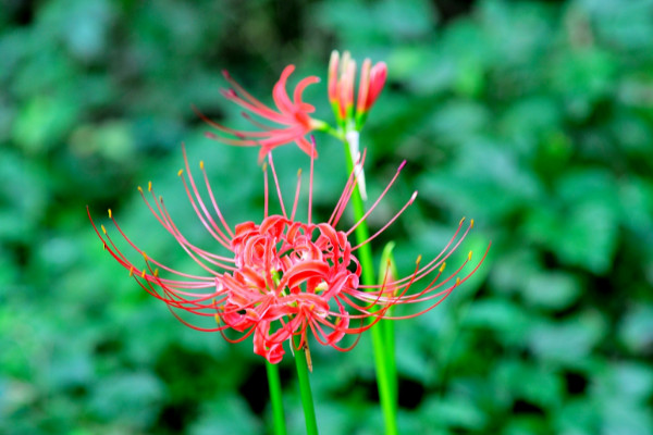 家里千萬不能養的六種花 哪些花家里不能養