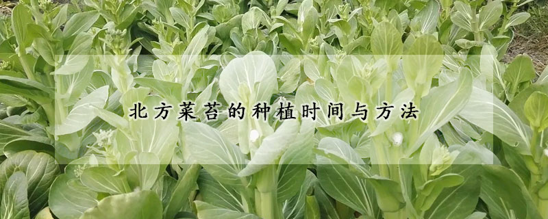 北方菜苔的種植時間與方法