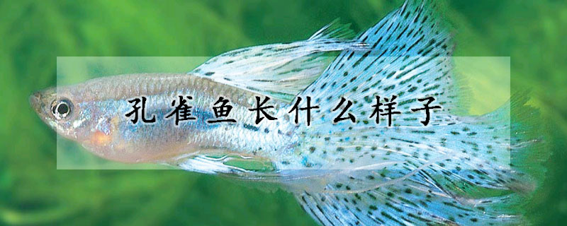 孔雀魚長什么樣子