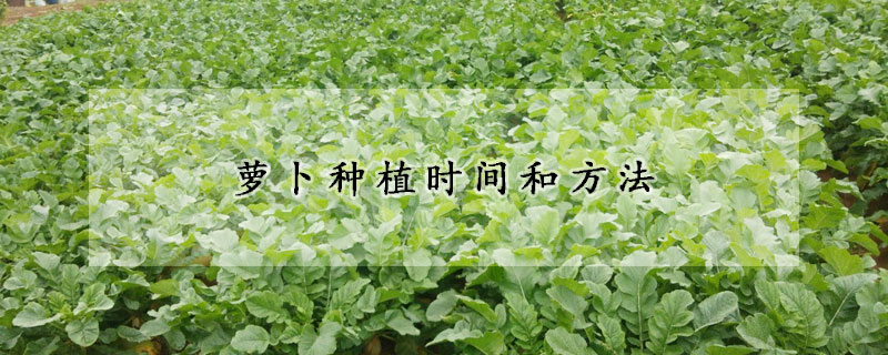 蘿卜種植時(shí)間和方法