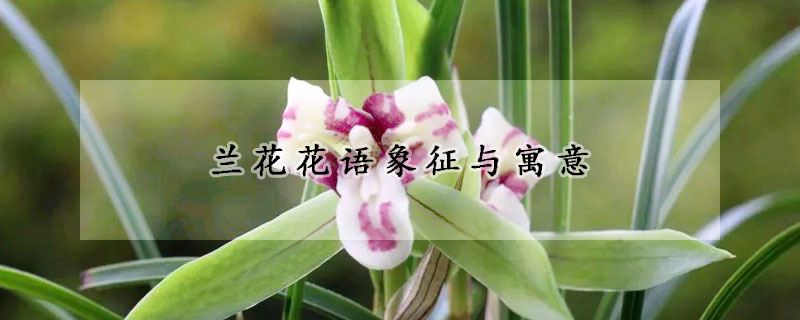 蘭花花語象征與寓意