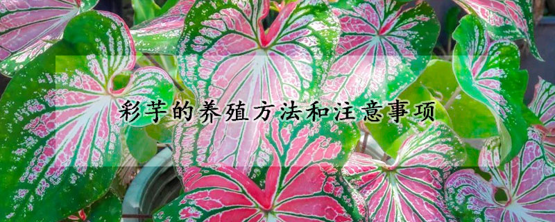 彩芋的養(yǎng)殖方法和注意事項