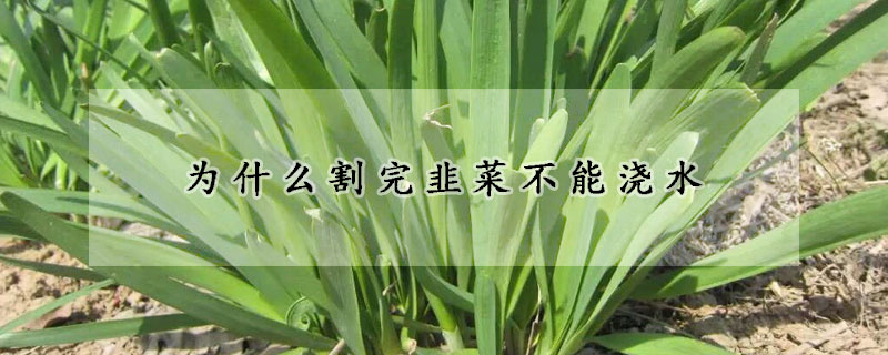 為什么割完韭菜不能澆水