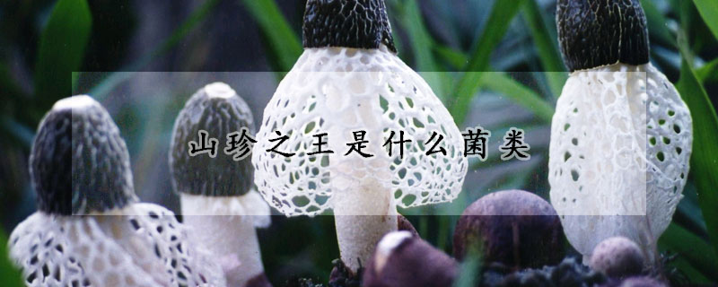 山珍之王是什么菌類