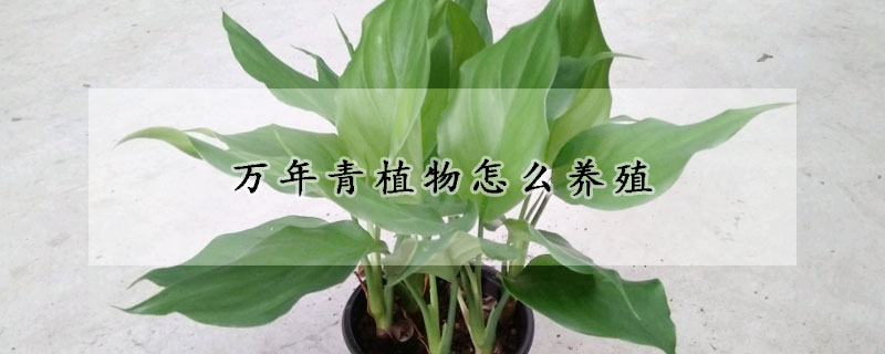 萬(wàn)年青植物怎么養(yǎng)殖