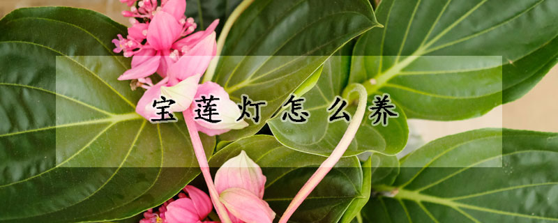 寶蓮燈怎么養(yǎng)