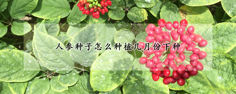 人參種子怎么種植幾月份下種