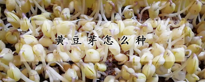 黃豆芽怎么種