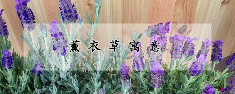 薰衣草寓意