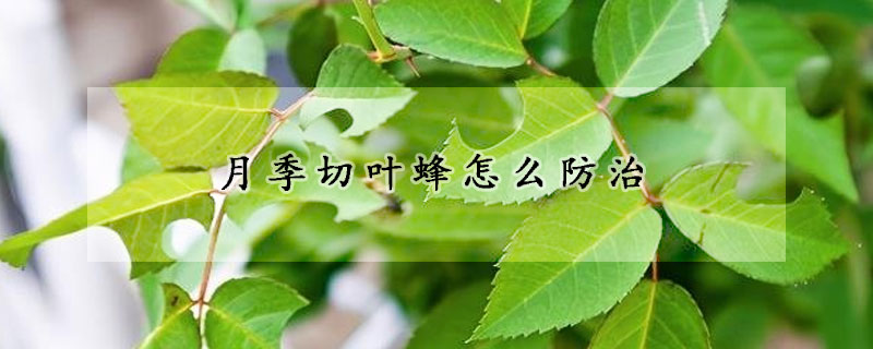 月季切葉蜂怎么防治