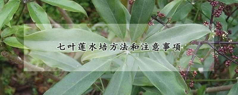 七葉蓮水培方法和注意事項(xiàng)