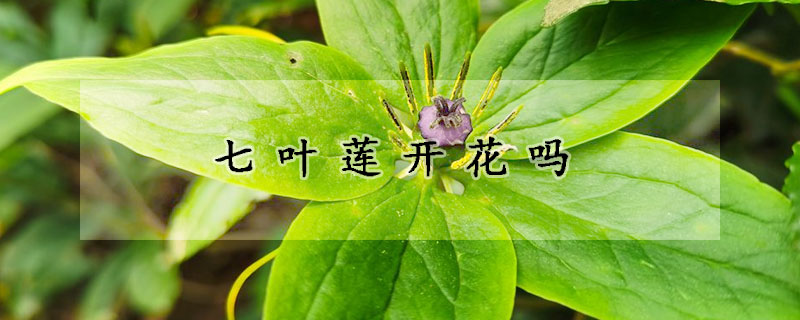 七葉蓮開花嗎