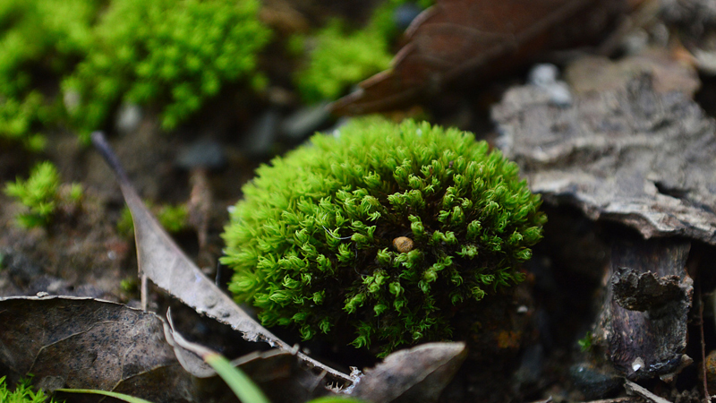 苔蘚是什么植物