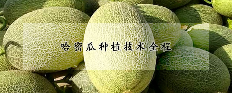 哈密瓜種植技術全程