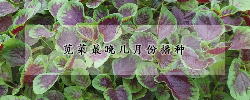 莧菜最晚幾月份播種