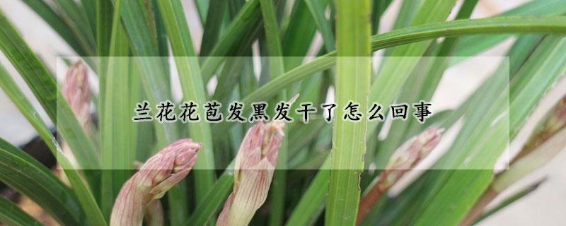 蘭花花苞發黑發干了怎么回事