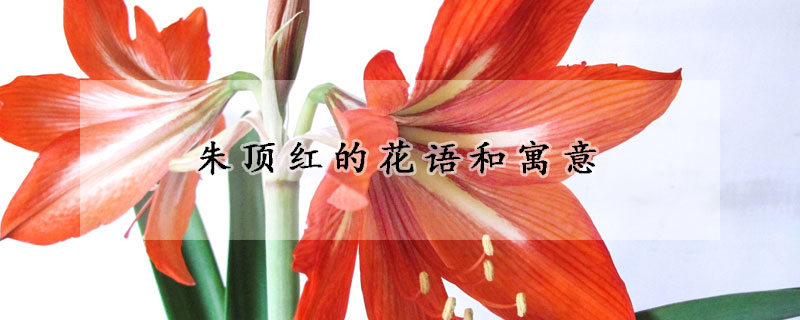 朱頂紅的花語(yǔ)和寓意