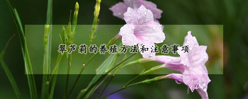 翠蘆莉的養(yǎng)殖方法和注意事項