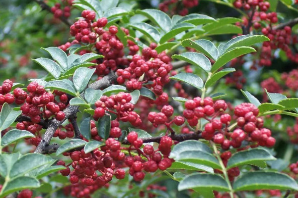 花椒樹不吉利 花椒樹的風水禁忌