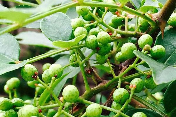 花椒樹不吉利 花椒樹的風水禁忌