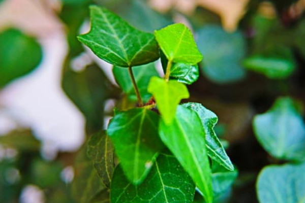 除甲醛十大排名植物 除甲醛植物排行榜