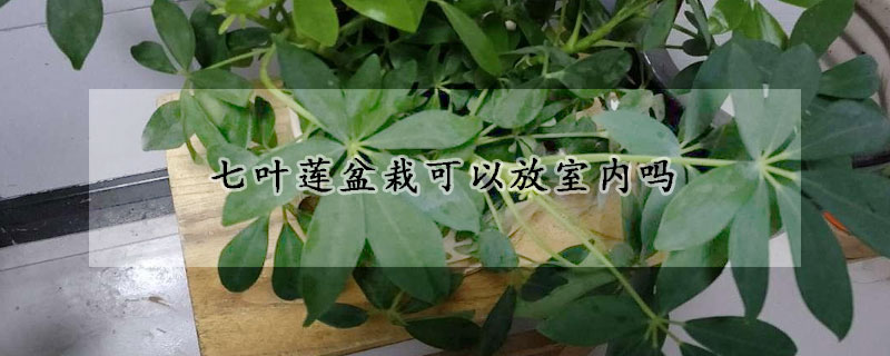 七葉蓮盆栽可以放室內嗎