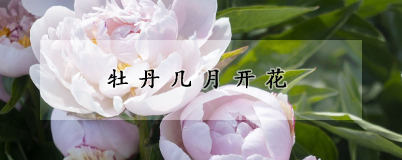 牡丹幾月開(kāi)花